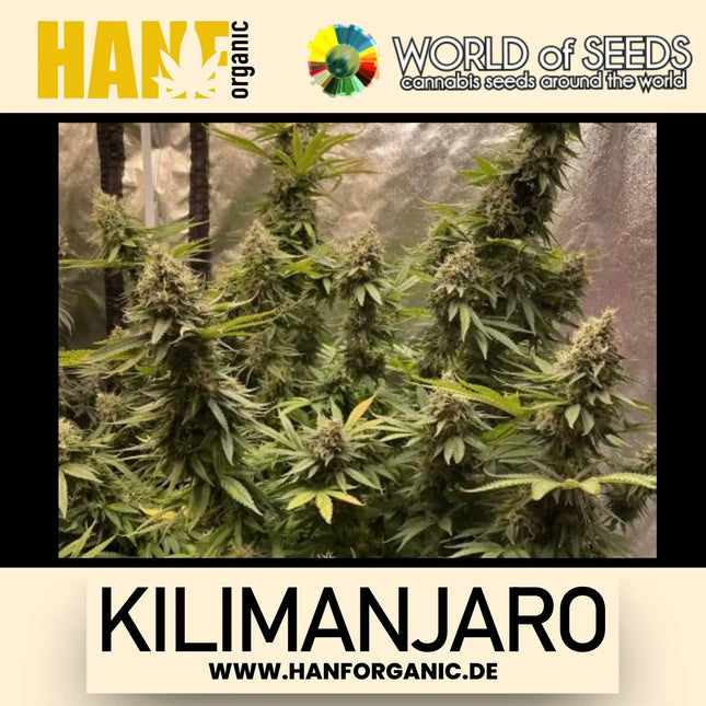 World Of Seeds - Kilimanjaro (Pure Origin Collection) Fem