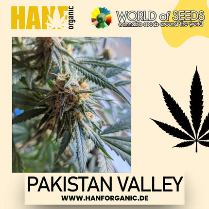 World Of Seeds - Pakistan Valley (Pure Origin Collection) Fem