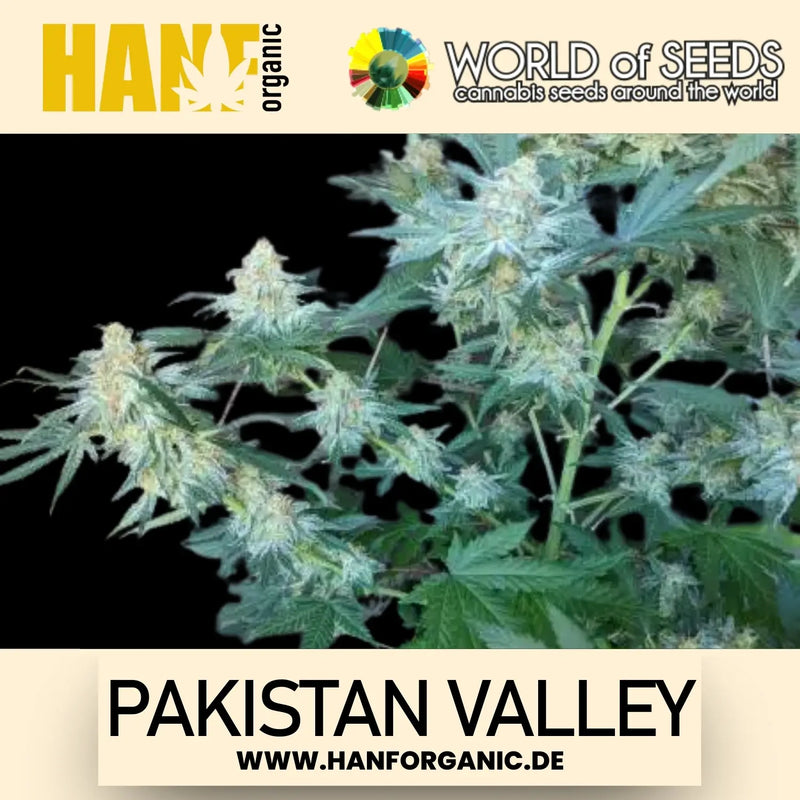 World Of Seeds - Pakistan Valley (Pure Origin Collection) Fem