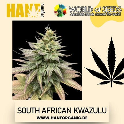 World Of Seeds - South African Kwazulu (Pure Origin Collection) Fem