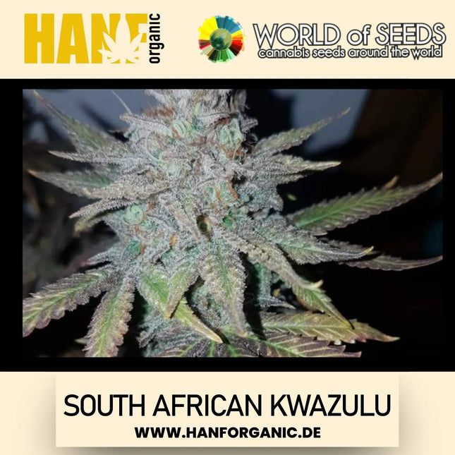 World Of Seeds - South African Kwazulu (Pure Origin Collection) Fem
