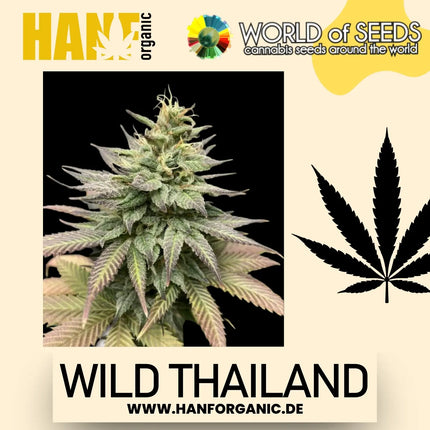 World Of Seeds - Wild Thailand (Pure Origin Collection) Fem