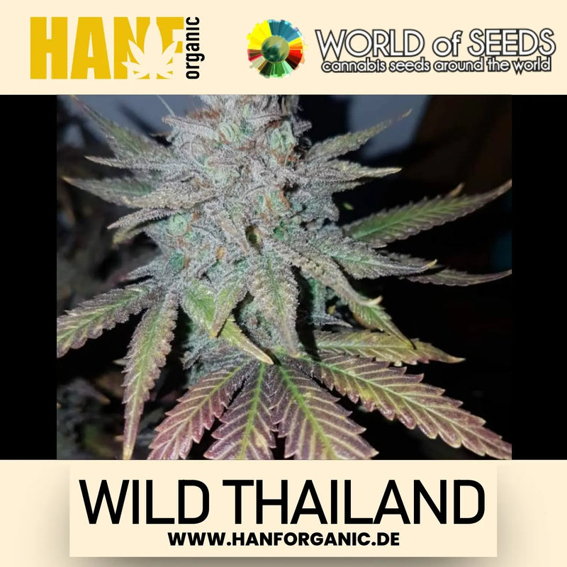 World Of Seeds - Wild Thailand (Pure Origin Collection) Fem