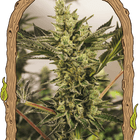 Banana Mash Auto – Autoflower-Hanfsamen von Exotic Seed, 3 und 5 Samen
