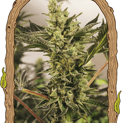 Banana Mash Auto – Autoflower-Hanfsamen von Exotic Seed, 3 und 5 Samen
