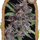 Black Lemon Auto – Autoflower-Hanfsamen von Exotic Seed, 3 und 5 Samen