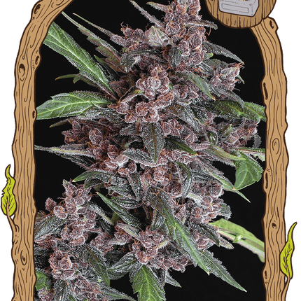 Black Lemon Auto – Autoflower-Hanfsamen von Exotic Seed, 3 und 5 Samen