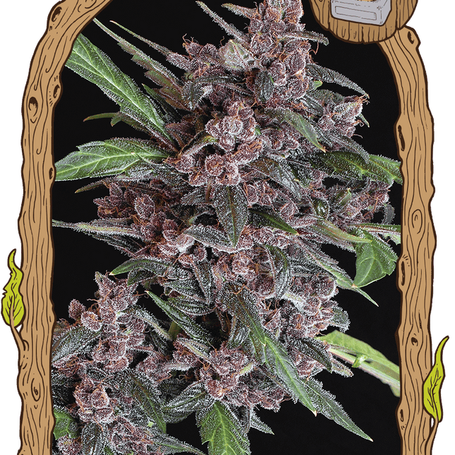 Black Lemon Auto – Autoflower-Hanfsamen von Exotic Seed, 3 und 5 Samen
