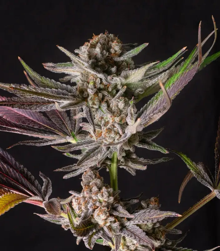 <h1>Dein Online‑Growshop für Hanf‑Pflanzen, Samen & Zubehör</h1>