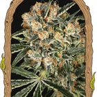 Hippie Therapy CBD – CBD-Hanfsamen von Exotic Seed, 3 und 5 Samen