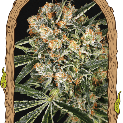Hippie Therapy CBD – CBD-Hanfsamen von Exotic Seed, 3 und 5 Samen