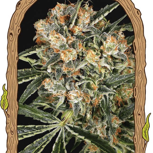 Hippie Therapy CBD – CBD-Hanfsamen von Exotic Seed, 3 und 5 Samen