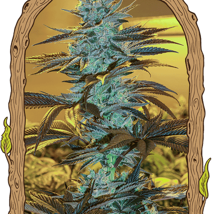Purple Monkey Auto – Autoflower-Hanfsamen von Exotic Seed, 3 und 5 Samen