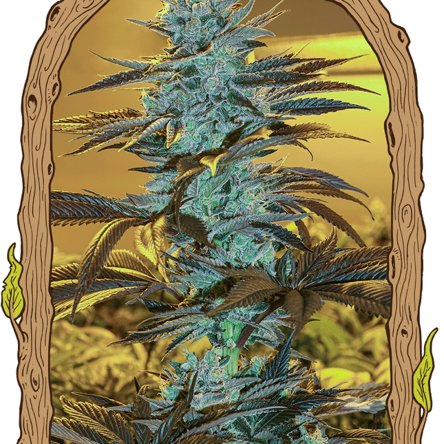 Purple Monkey Auto – Autoflower-Hanfsamen von Exotic Seed, 3 und 5 Samen