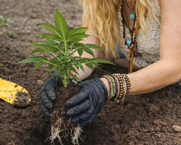 Banner image for: <h2>GROW SETS</h2>